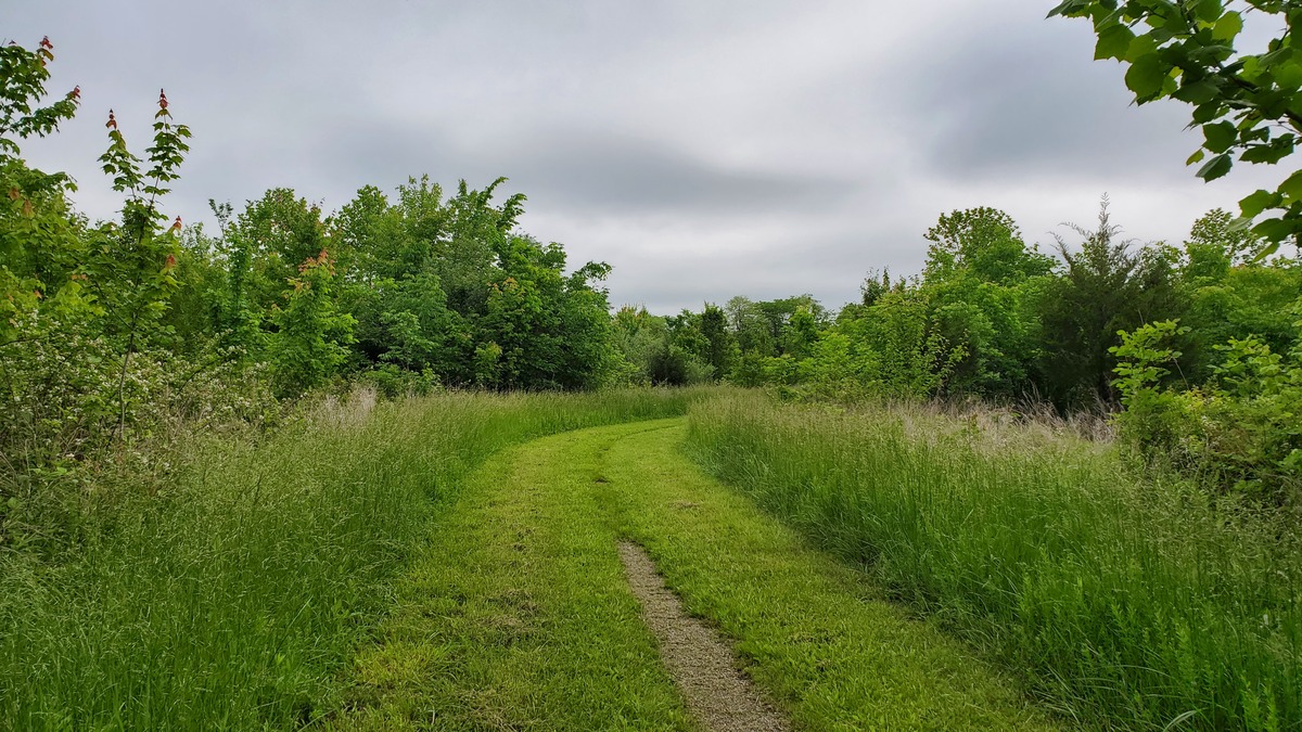 trail in field